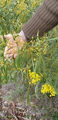 Acacia leiophylla