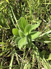 Lithospermum parviflorum
