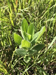 Lithospermum parviflorum