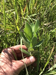 Lithospermum parviflorum
