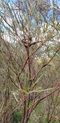 Acacia calamifolia