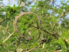 Vachellia kosiensis