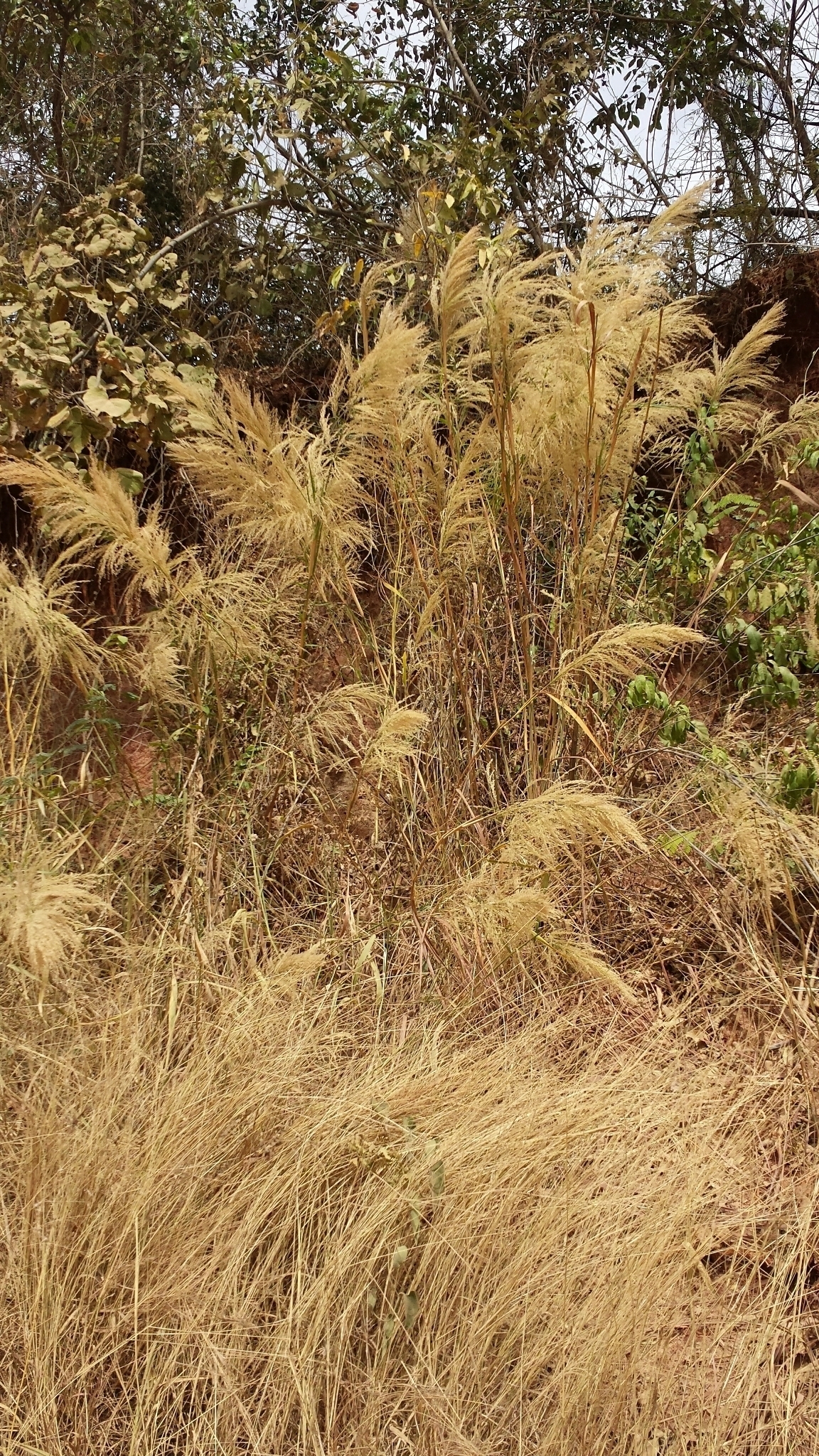 Neyraudia arundinacea