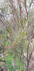 Acacia calamifolia