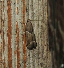 Nyctegretis lineana