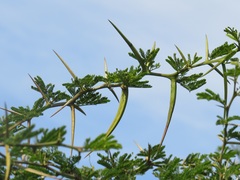 Vachellia kosiensis