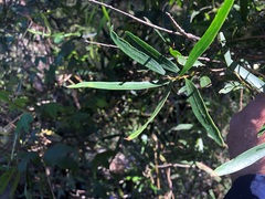 Notelaea linearis