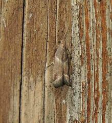Nyctegretis lineana