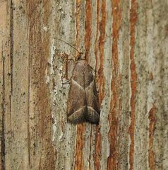Nyctegretis lineana