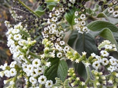 Tournefortia pubescens
