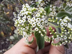 Tournefortia pubescens
