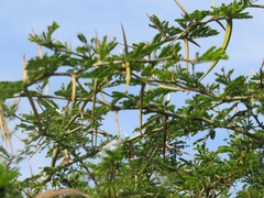 Vachellia kosiensis