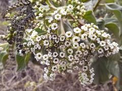 Tournefortia pubescens