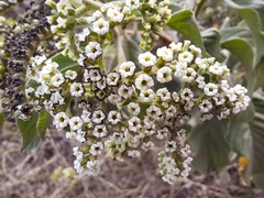Tournefortia pubescens
