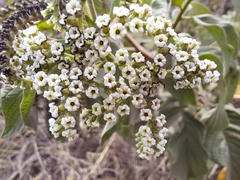 Tournefortia pubescens