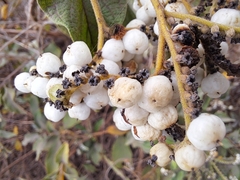 Tournefortia pubescens