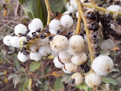 Tournefortia pubescens