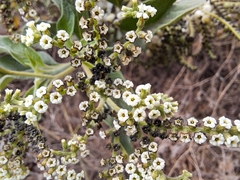 Tournefortia pubescens