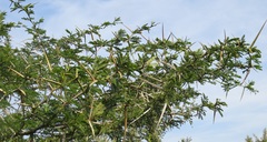 Vachellia kosiensis
