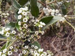 Tournefortia pubescens