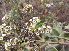 Tournefortia pubescens