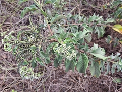 Tournefortia pubescens