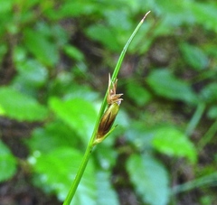 Juncus parryi