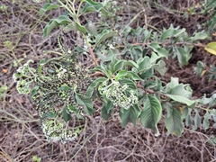 Tournefortia pubescens
