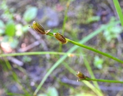Juncus parryi