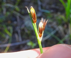 Juncus parryi