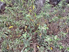 Tournefortia pubescens