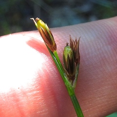 Juncus parryi
