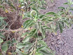 Tournefortia pubescens