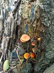Fungi
