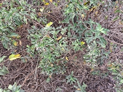 Tournefortia pubescens