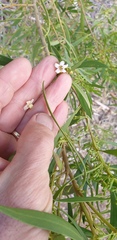 Myoporum montanum
