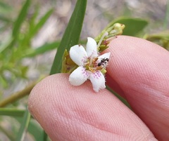Myoporum montanum