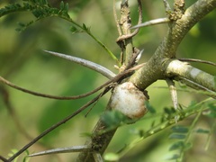 Vachellia kosiensis