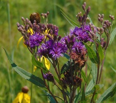 Vernonia fasciculata
