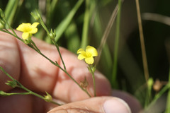 Linaceae