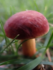 Hortiboletus rubellus