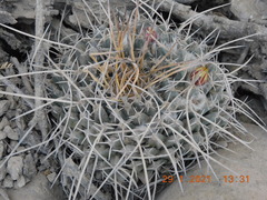 Mammillaria magnimamma