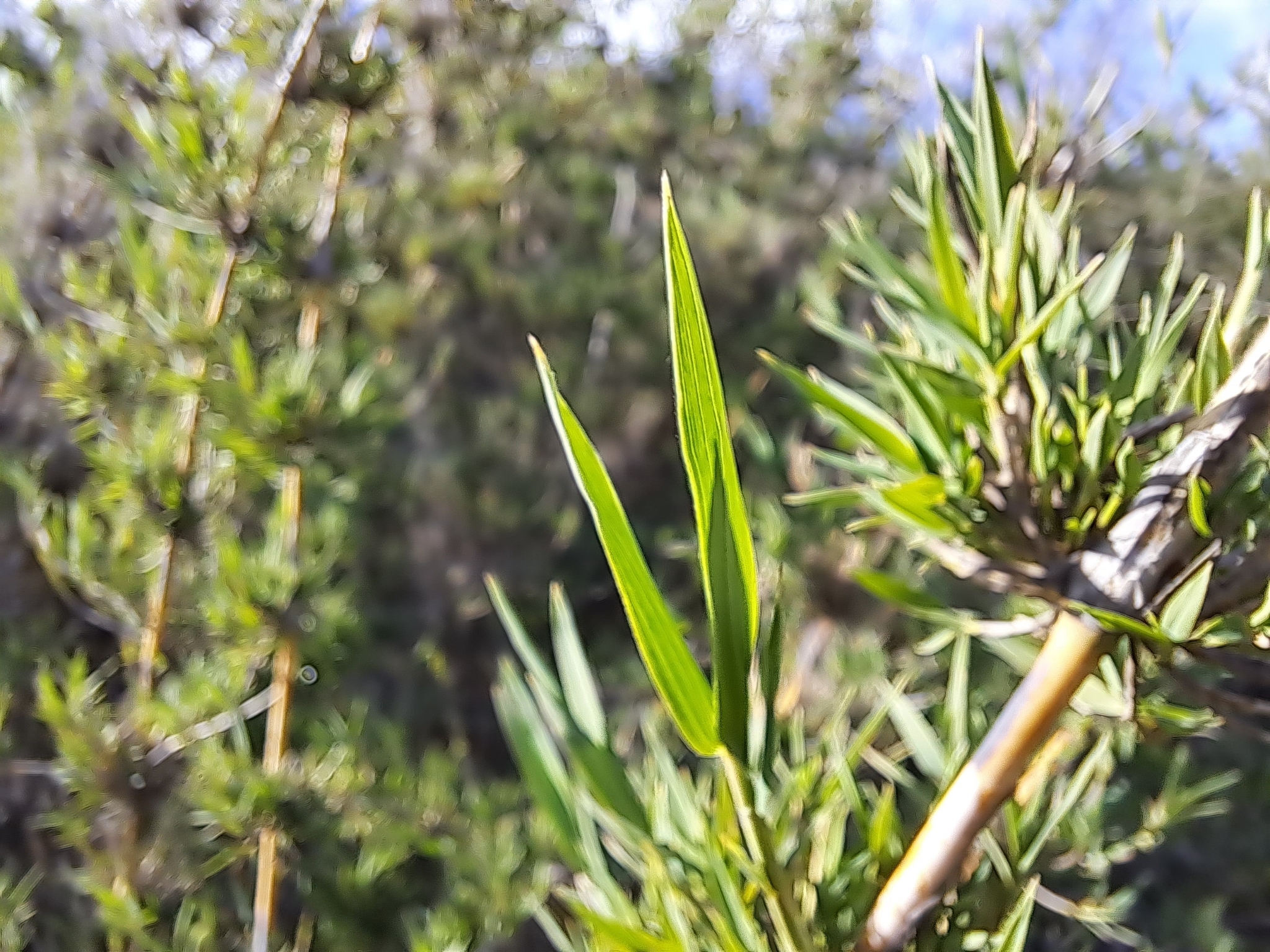 Chusquea cumingii