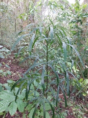 Pseudopanax crassifolius