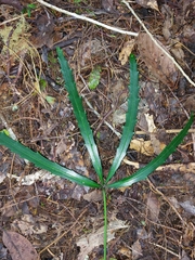 Pseudopanax crassifolius