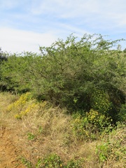 Vachellia kosiensis