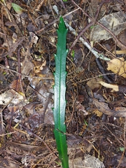 Pseudopanax crassifolius