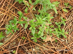 Glandora diffusa