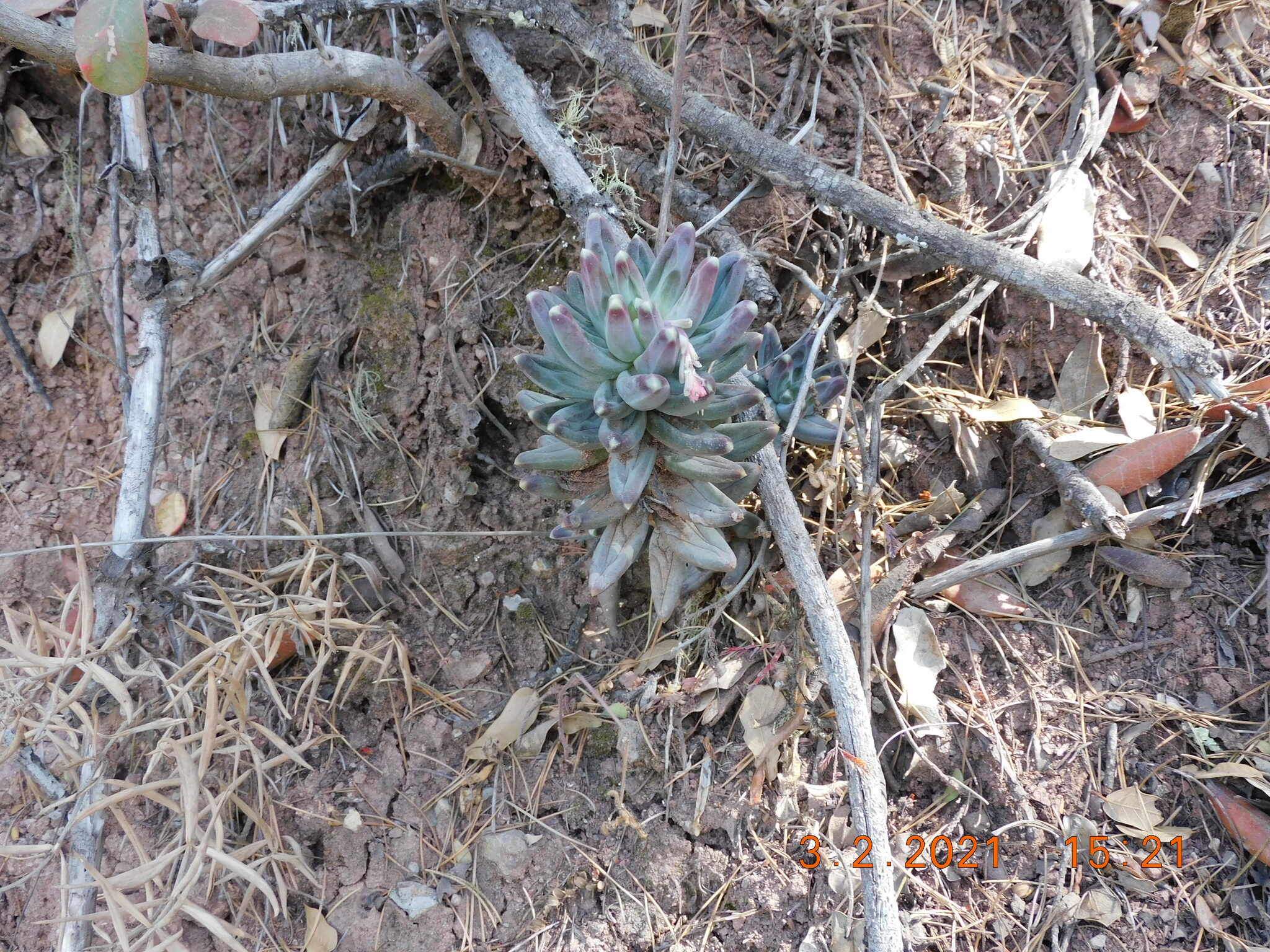 Imagem de Planta-jade compacta