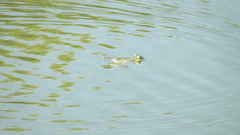 Pelophylax ridibundus